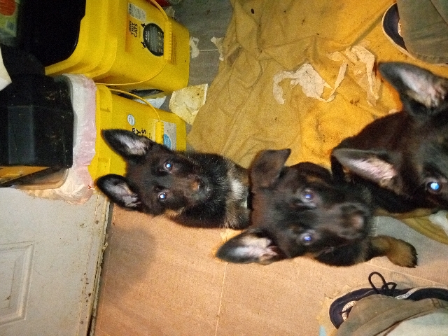 German Shepherd, Dark Sables