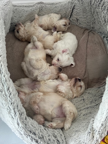 Maltese – dog