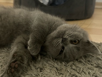 British Shorthair – BKH Kitten Babykatze – Andernach