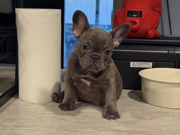 French Bulldog – Female French Bulldog – Port Saint Lucie