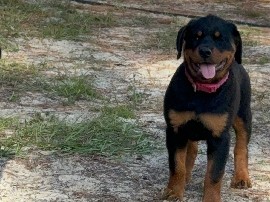 12 week old Rottweilers available 