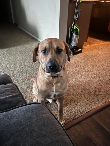 Labrador Retriever – Labrador Mix needs home