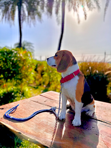 Beagle – i want to sell my female beagle of 11 months  old