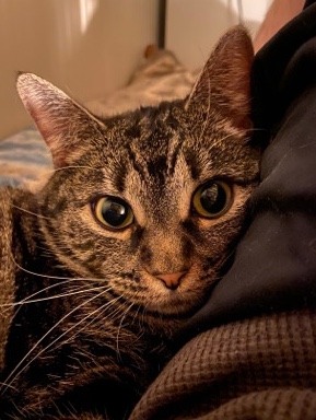 Rehoming cat. Free to good home with no other pets!