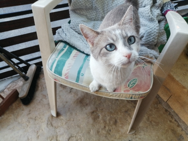 chatte à adopter – Dijon