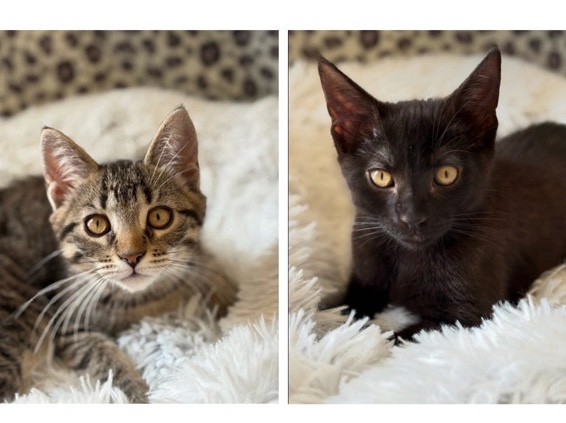 2 female kittens for adoption – Cherry Hill