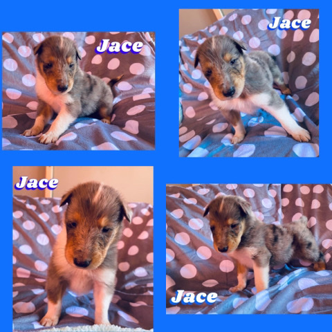 Border Collie – collie pups