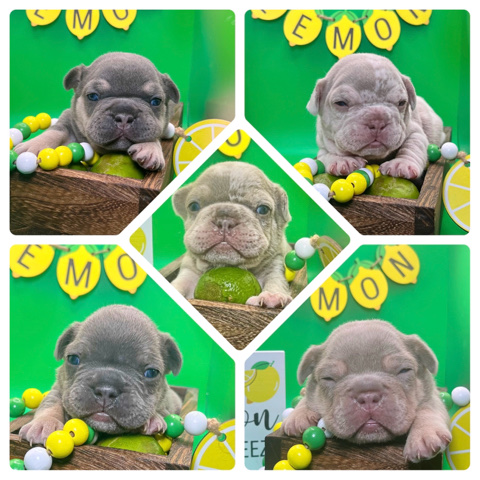 French Bulldog – frenchies