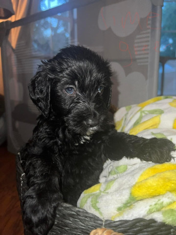 Godlen Doodle Puppies