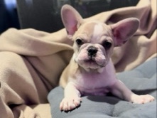 French Bulldog – Adorable Female French Bulldog Puppy – Philadelphia