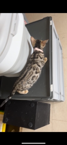 Bengal – kitten cat