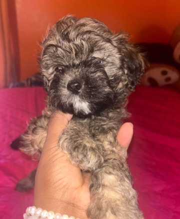 Shih Tzu – 3 month old shih-poo puppy