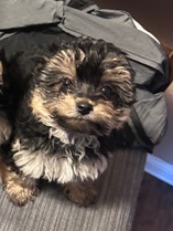 Pomeranian – Yorki X Pomeranian