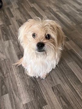 Rehome for zeus