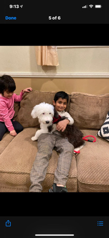 very lovely dog , I m moving other state 