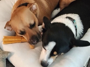 Chinese Chongqing Dog – rehome 2 sweet chihuahua/pits – Portland