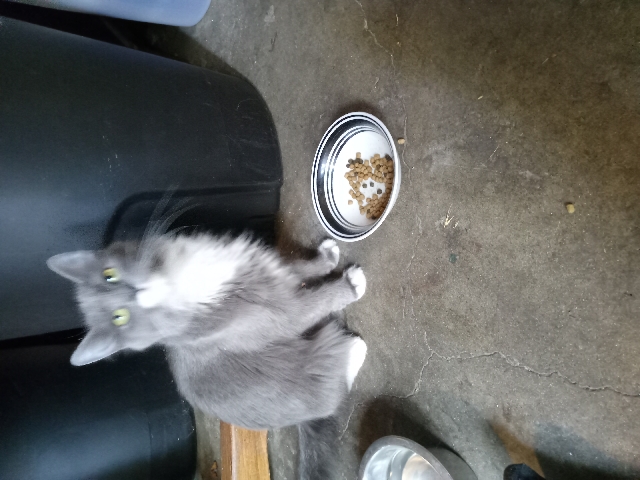 Kitty-Katt