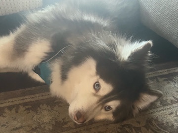 Siberian Husky – Free female husky – Frederick