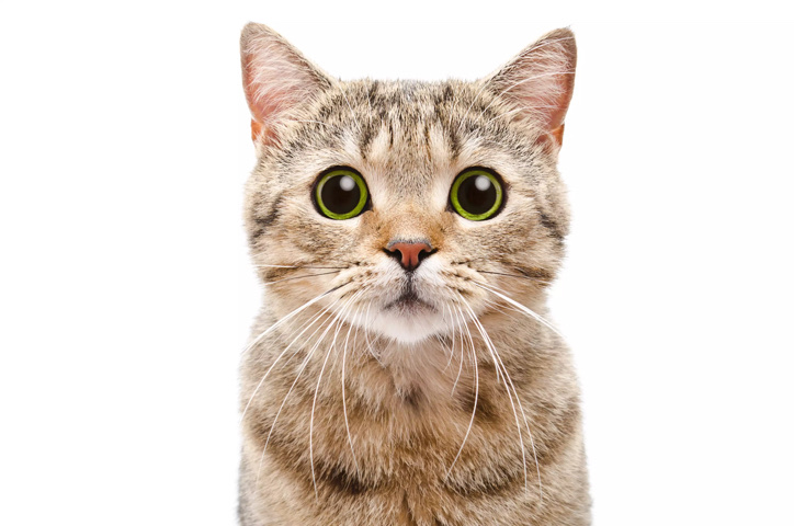 Looking For A Kitten