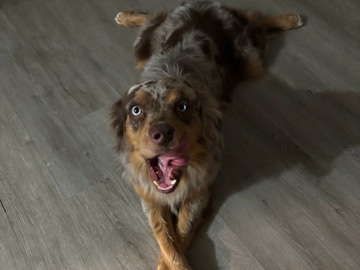 Australian Shepherd – Dog – Irving