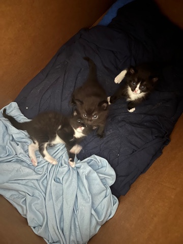 kittens !