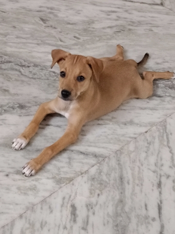 Indian pariah dog – Selling a pure breed puppy for free of cost