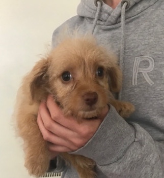 Jack Russell Terrier – chorkie cross jackapoo pups