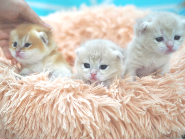British Shorthair – British shorthair Ny and Cy for 1,500-2,000 usd