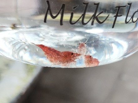 Cherry Shrimp
