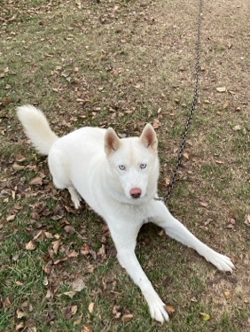 Siberian Husky – Purebread Female Siberian Husky