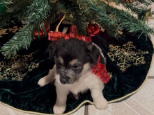 All - puppies  available for adoption in Hawaiian Gardens