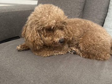 Poodle – selling – Chicago