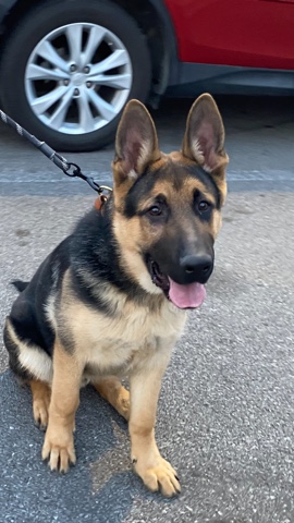 German Shepherd – German Shepard for sale