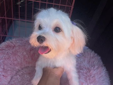 Maltese – Maltese ( pup) 4 Sale – Port St. Lucie