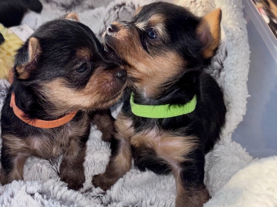 Yorkshire Terrier – beautiful male Yorkie – Hollister