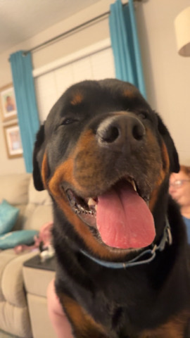 Rottweiler – Rehome Rottweiler
