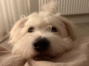 Jack Russell Terrier – Jack Rassel mix 4 jahre schweres Herzens abzugeben – Gelsenkirchen