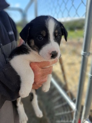 Border Collie – Fantastic Working Dogs – Salt Lake City
