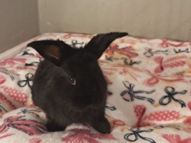 Cheaper than therapy 💕Cuter than your ex!🐰🐰