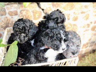 6week old mini  golden doodle pups – Chandler