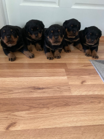 Rottweiler – I have Rottweiler puppies for sale