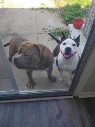 Bull and Terrier – Viv and Negan American bully Registered! Virginia