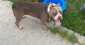 American Bulldog – American Bulldog