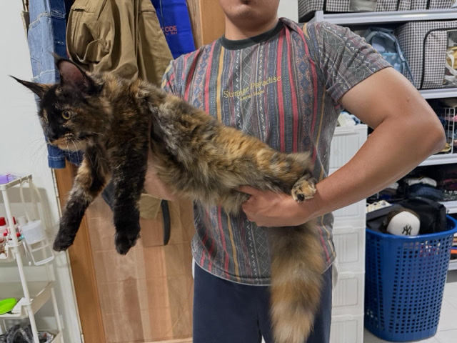 Maine Coon – female mainecoon – Shah Alam