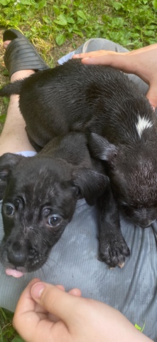 bully pitty pups