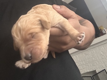 Goldendoodle - Golden Doodle Puppy  available for adoption in Chicago