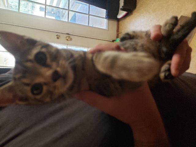 American Shorthair – Ready for my new home!