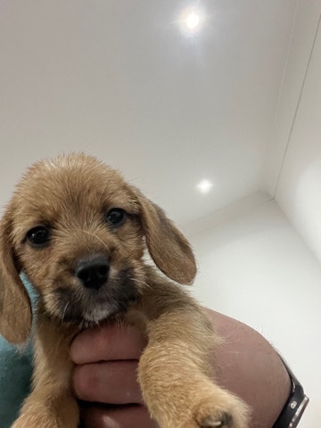 Beagle – Beagle X Border terrier Pups (11 weeks )