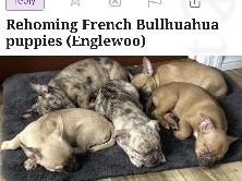 FRENCH BULLHUAHUA PUPPIES – Key West