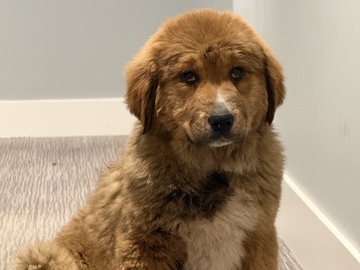 Puppy For Sale – Surrey